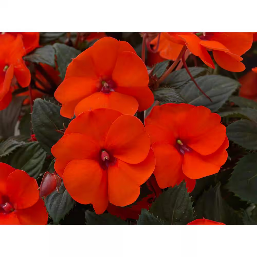 4 In. Salsa Mix Sunpatiens Impatiens Outdoor Annual Plant with Coral Pink, Hot C