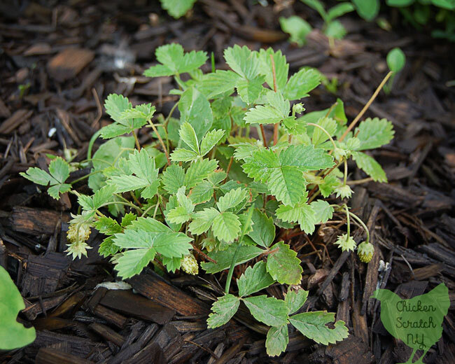 100 ALPINE STRAWBERRY Fragaria Vesca Fruit White Flower Seeds