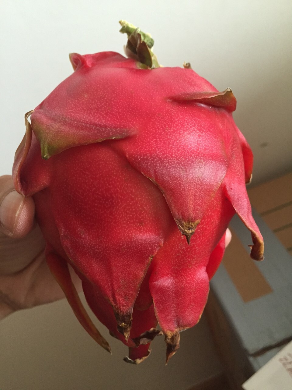 Red Dragon Fruit 2 Cutting 9-14″. Purple Haze
