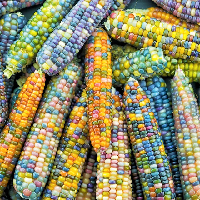 Glass Gem Ornamental Corn Seeds ORGANIC | Rainbow Color Flint Popcorn Seed 2023