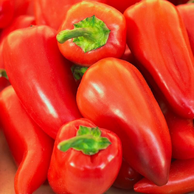 30 PIMENTO / PIMIENTO SWEET PEPPER SEEDS FRESH FOR GARDENS