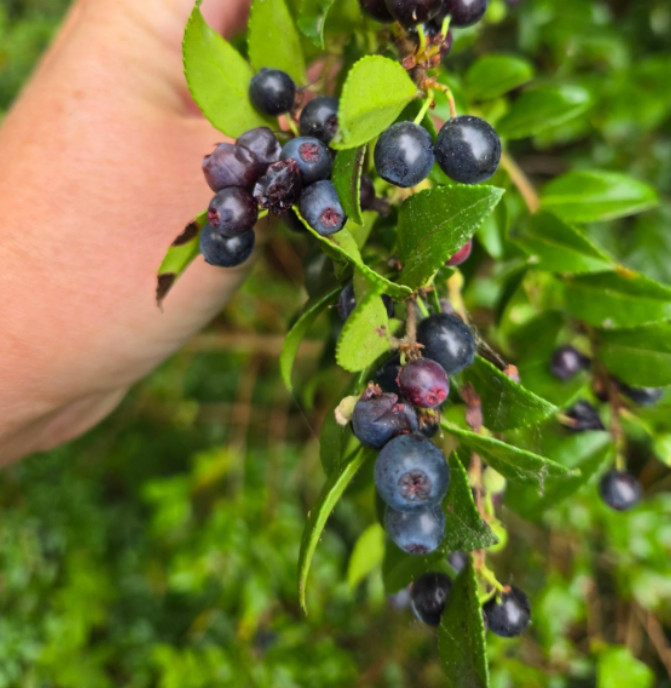 Set of 2 Wild Huckleberry Plant – 3-6″ Tall – 3″ Pot – Native Edible Berry Shrub