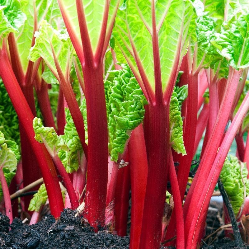 3 Victoria Rhubarb Bare Root -Rheum rhabarbarum