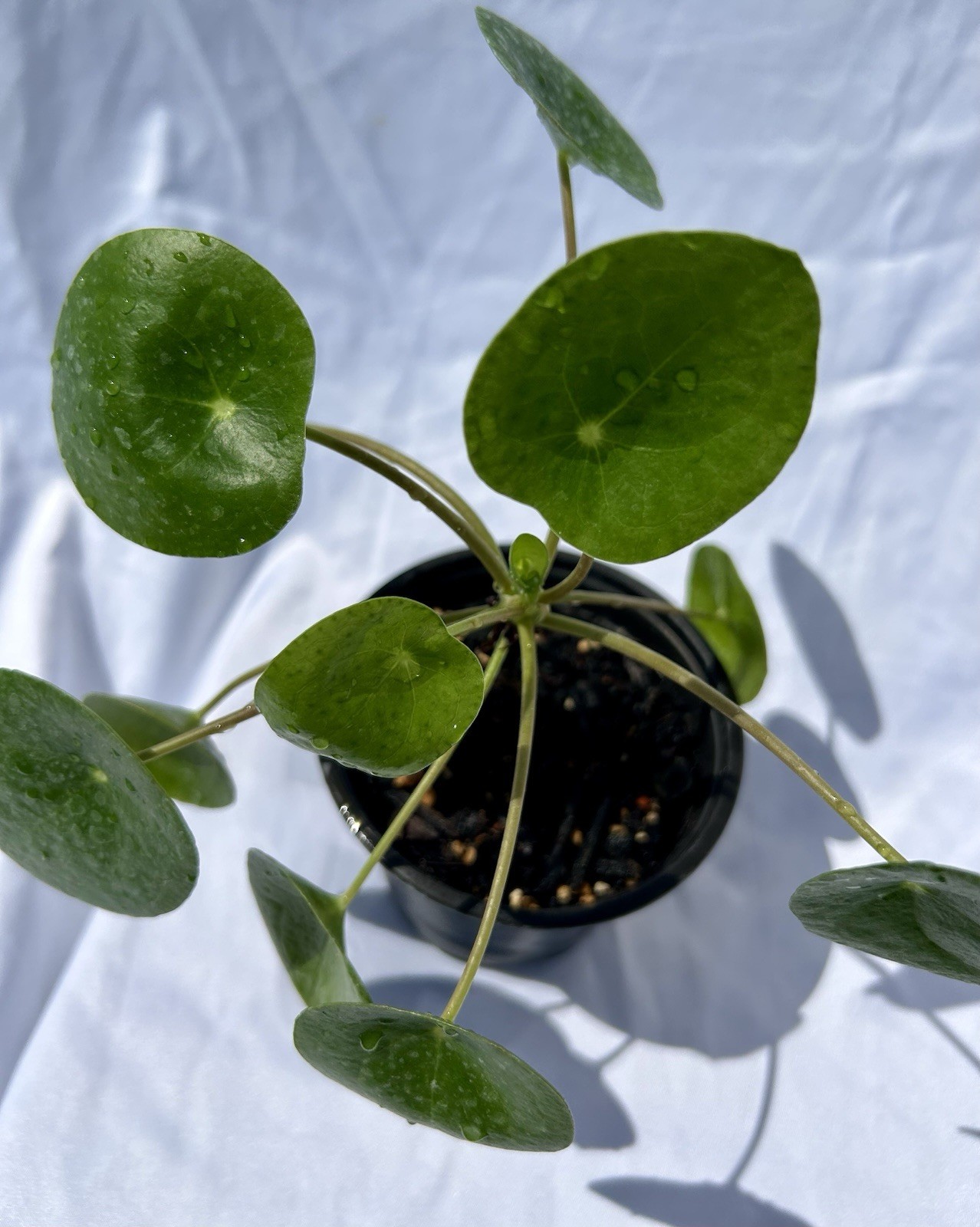Chinese Money Plant – Pilea Peperomioides | Live Plant in 4”Pot