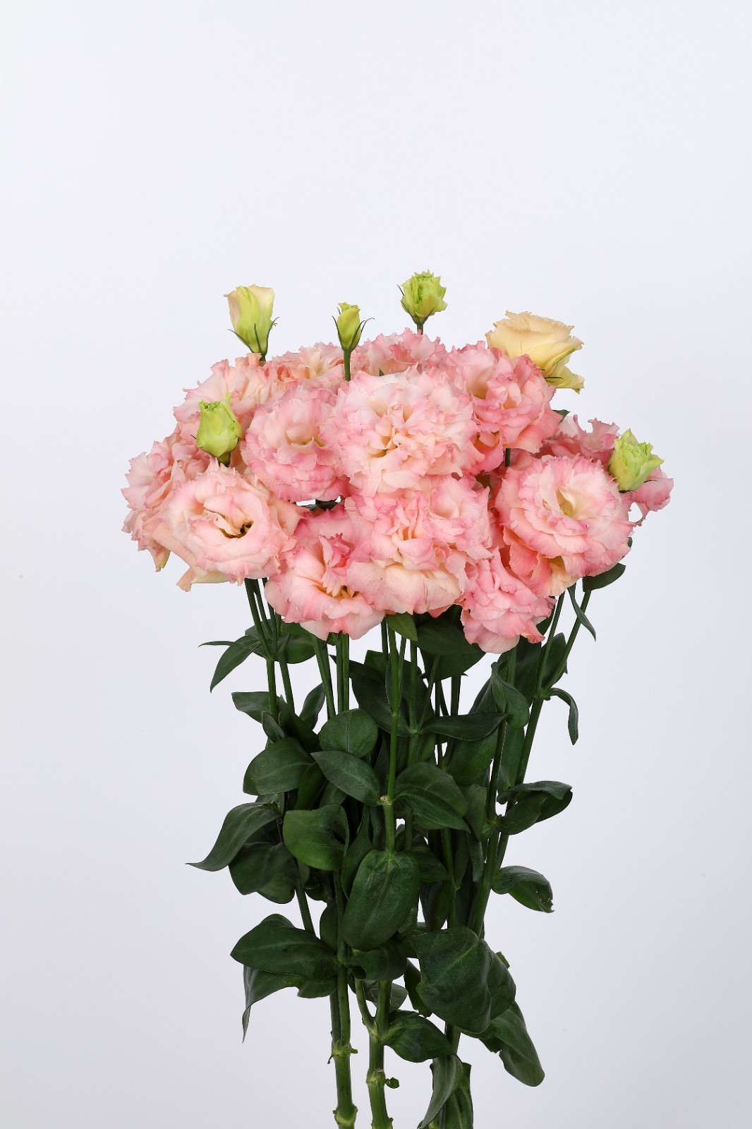 Lisianthus Live Plant, Healthy Potted Lisianthus, Long-Lasting Flower 3-4″ Pot