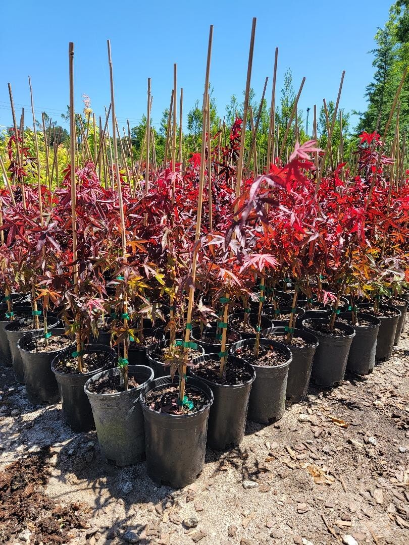 Emperor 1 Red Japanese Maple Tree – Live Plant – ( 2.5 QT )