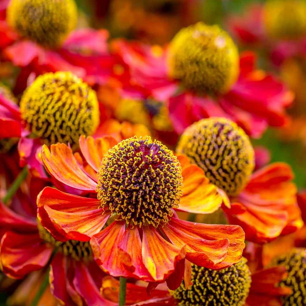 2000 Seeds Helenium Seeds – Sneezeweed Helenium Autumnale Flower Seed