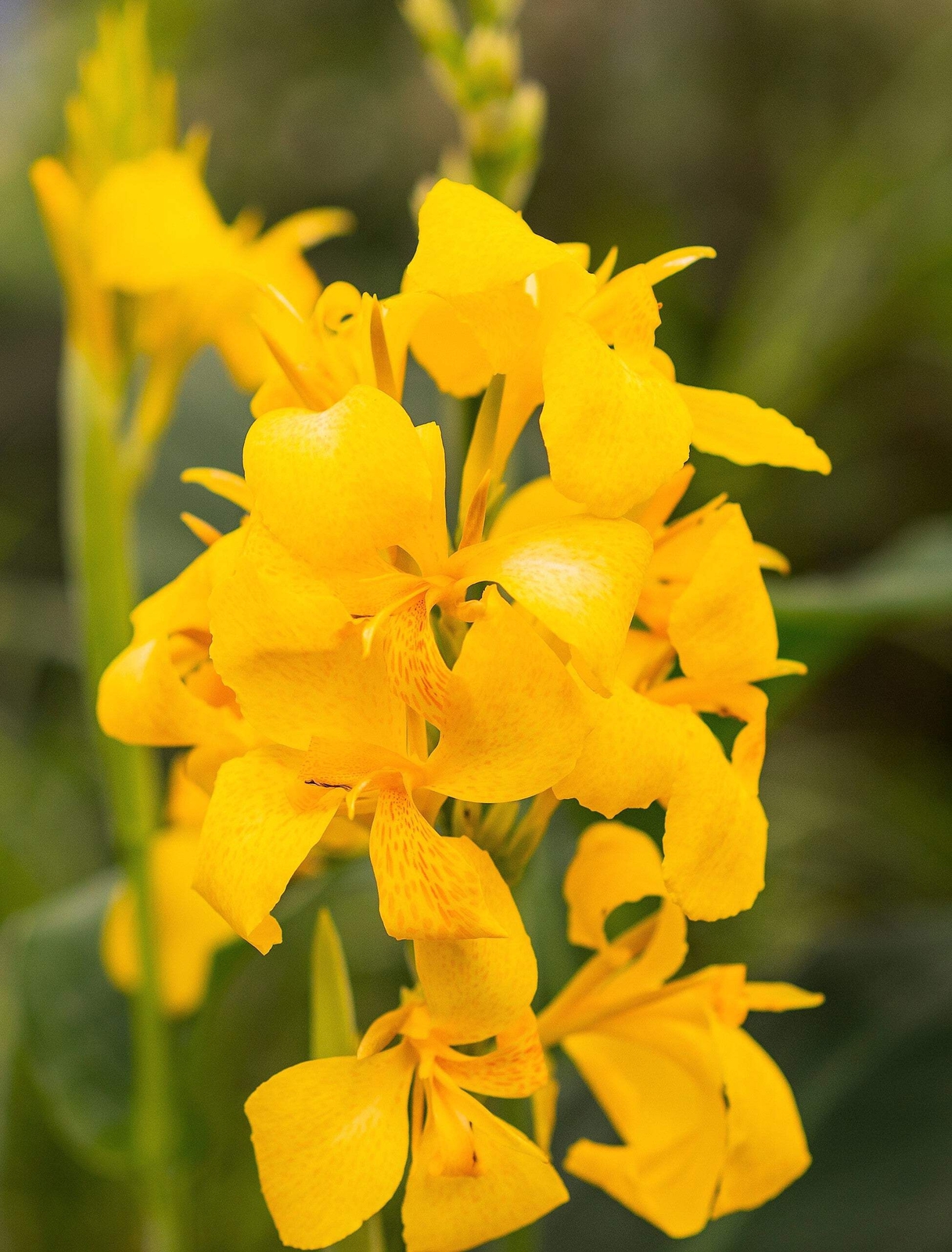 5 YELLOW CANNA LILY Indian Shot Canna Indica Flower Seeds *Flat S/H