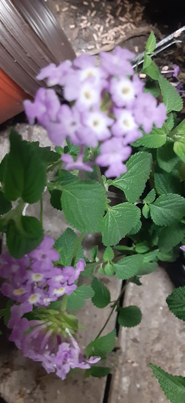 1 Purple Lantana Live Starter Plant- READ LISTING