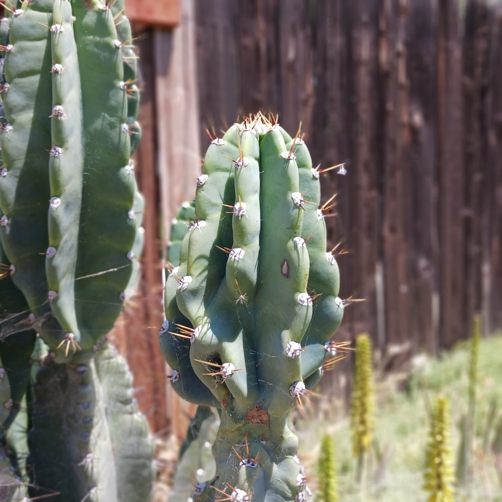 Cereus Peruvianus cutting (2 )Peruvian apple cactus cuttings 6-8 inches Tall.