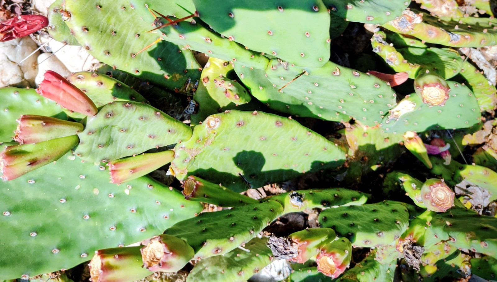Prickly Prickley Pear Cacti Winter hardy 15 pad cactus