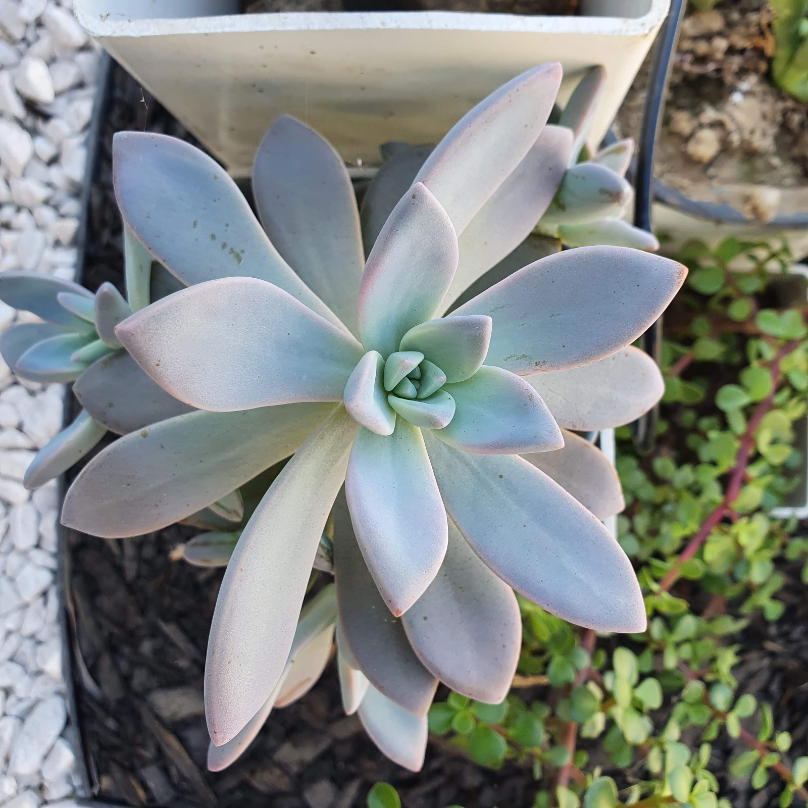 Echeverias 4 Variety– Each in 2″ or 4″ Pots Rosette, Vibrant Drought Succulents