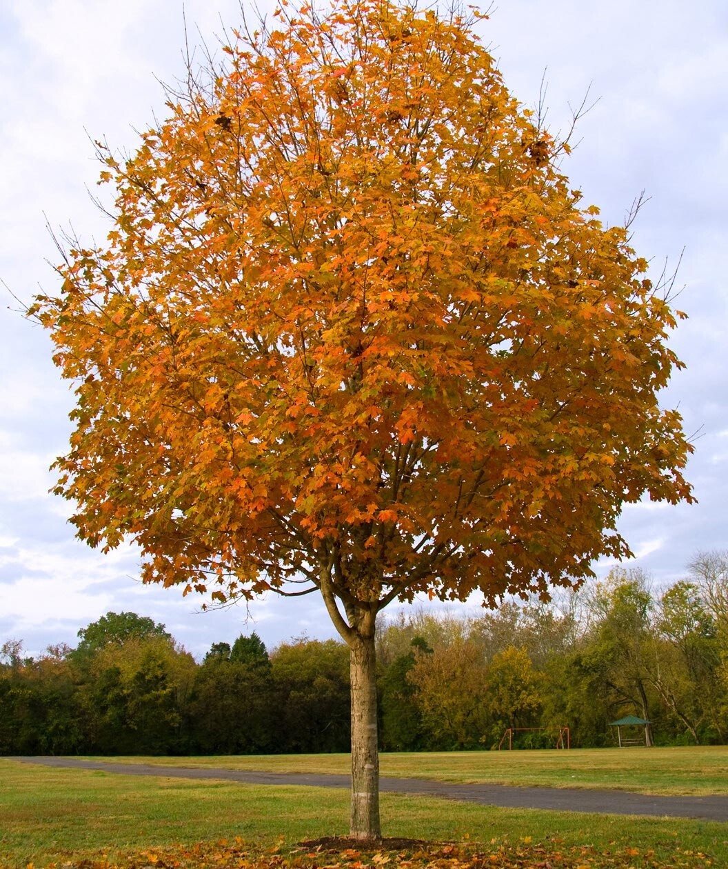 Sugar Maple Tree – Live Potted Plant – Quart Pot – 10-18″ Tall – Acer saccharum