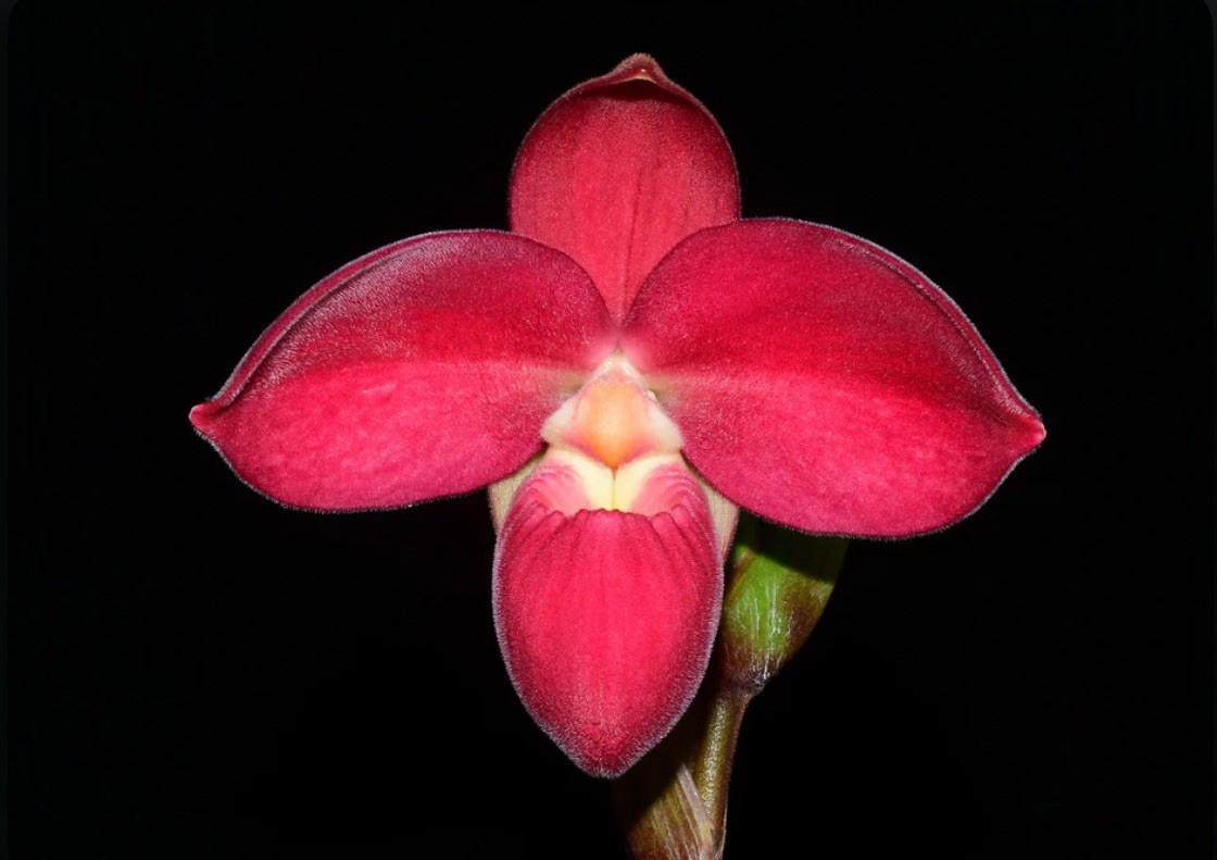 Phragmipedium Eugene Banzinger ‘Pangui Sunset’ Red Pink Orchid Hybrid 4” RePot