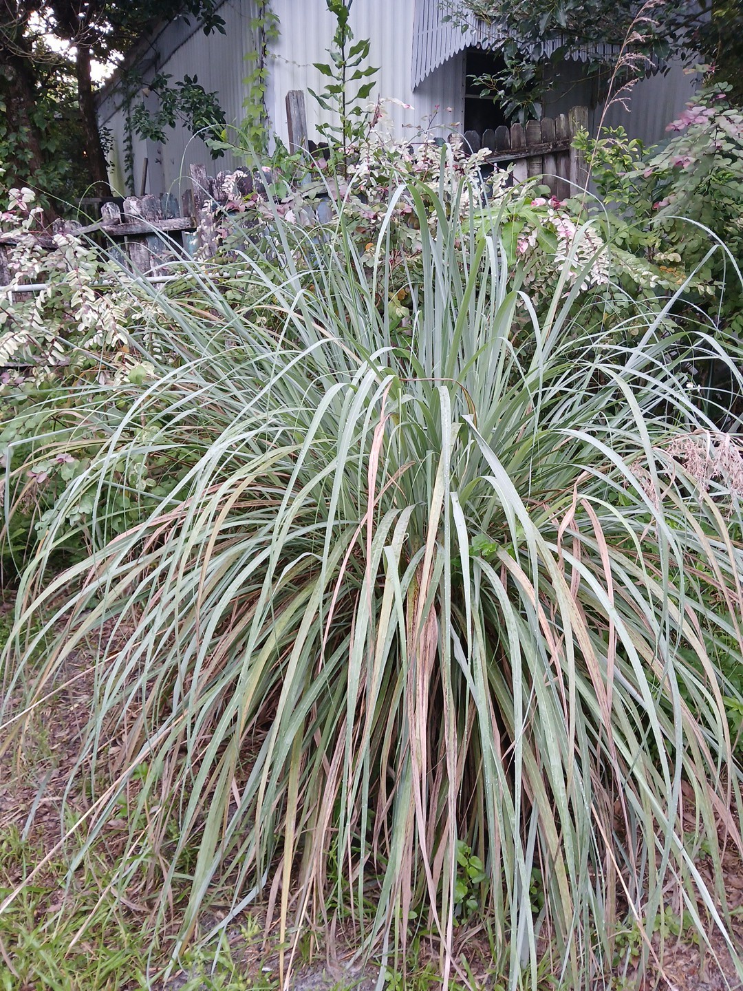 5 Live Lemon Grass Stalks Rooted Plants Eatable For Tea Aroma in House Evergreen