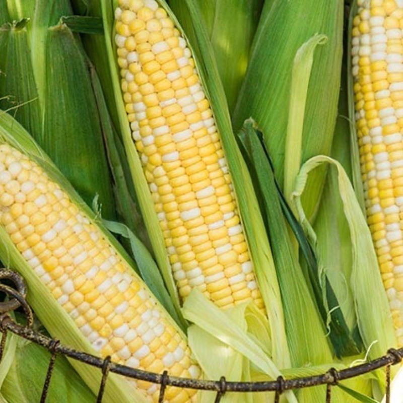Ambrosia Hybrid Bicolor Sweet Corn Seeds Free Shipping!