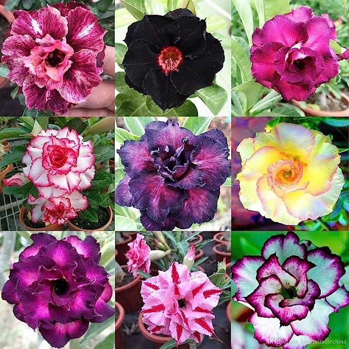 Mixed Color Desert Rose Seeds to Grow | 10 Pack | Adenium Obesum,