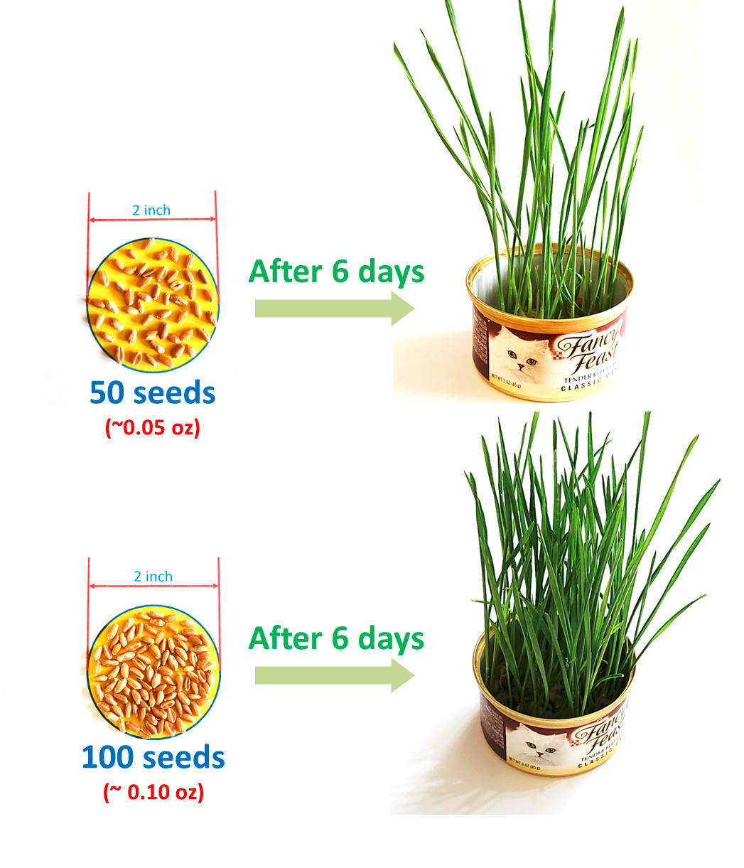 12g(400+) Cat Grass Wheat Sprouting Seeds 0.42oz-Fast Growing Non-GMO Wheatgrass