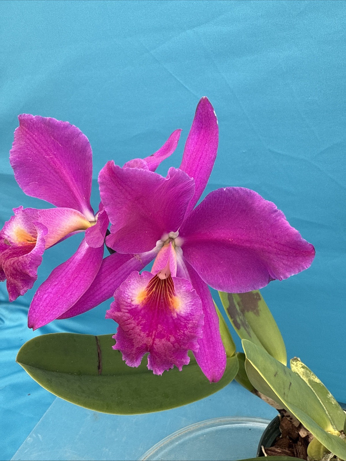 Cattleya jenmanii Rubra Fragrant Species Orchid 7” Pot SHEATH + 3 New Growths