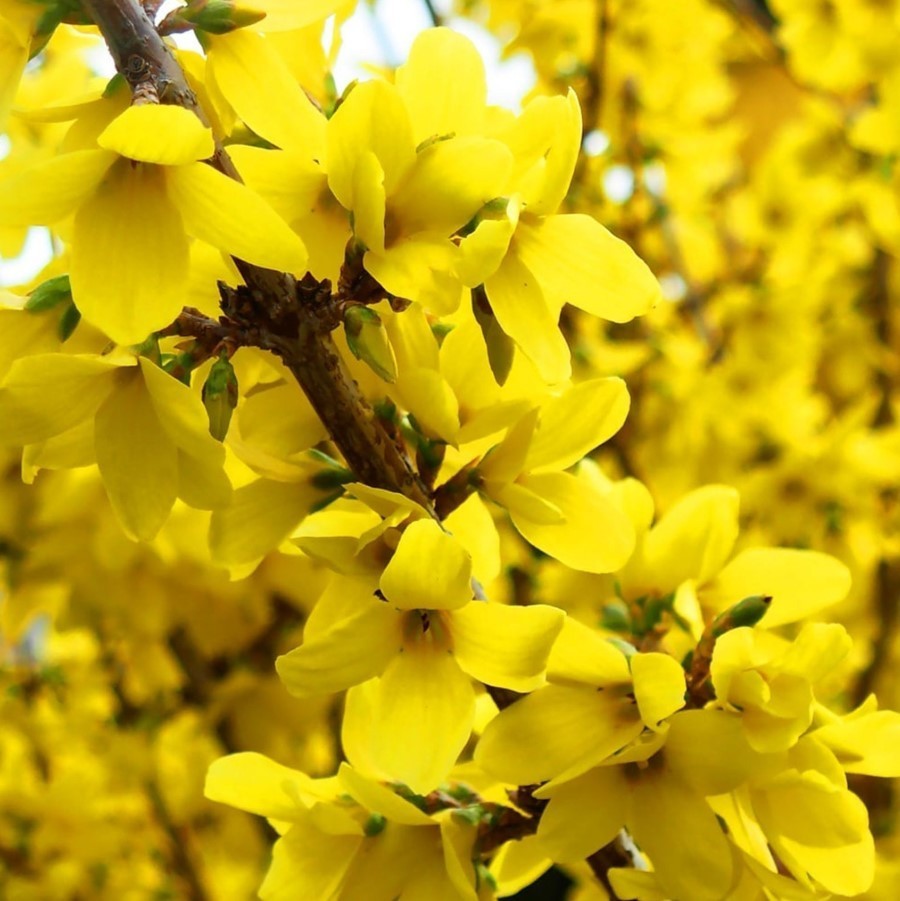 Lynwood Gold Forsythia Live Plant – 6-12″ Tall – 4″ Pot – Hybrid Forsythia