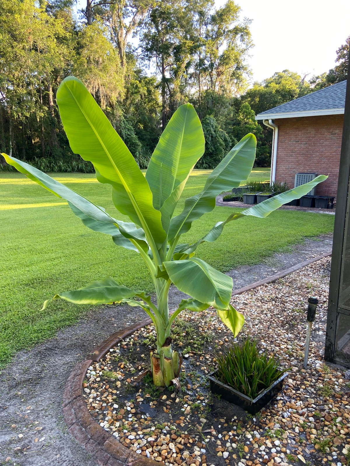 Ensete glaucum – Snow Banana Seeds!