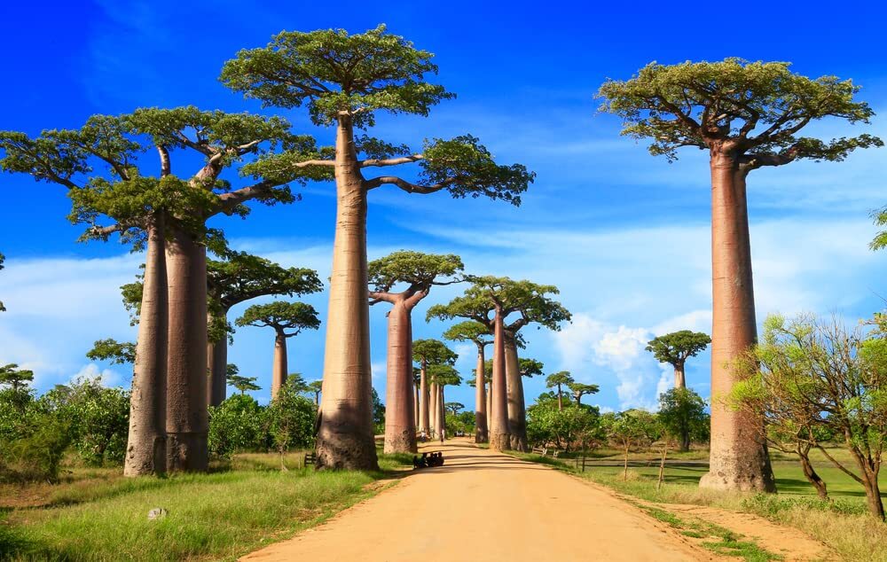Baobab Bonsai Tree Seeds – 5 Seeds to Grow – Highly Prized Baobab Tree – Ships f