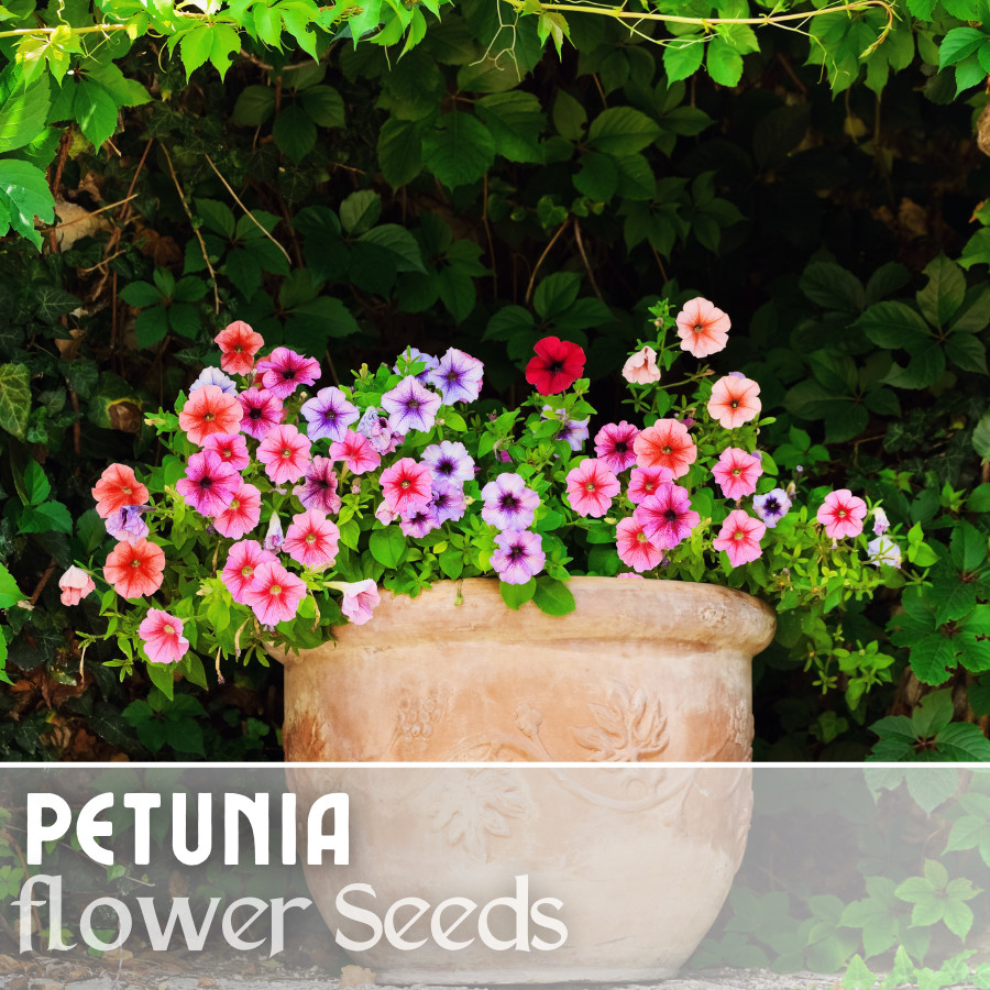1000+ Sun Shades Mix Petunia Seeds US SELLER Perennial Flowers Seed Annual Bulk