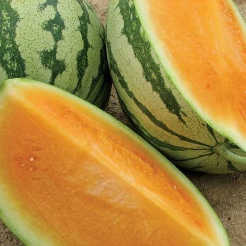 Pack of 10 Orange Crisp Hybrid Watermelon Seeds Seedless Sweet Flavor