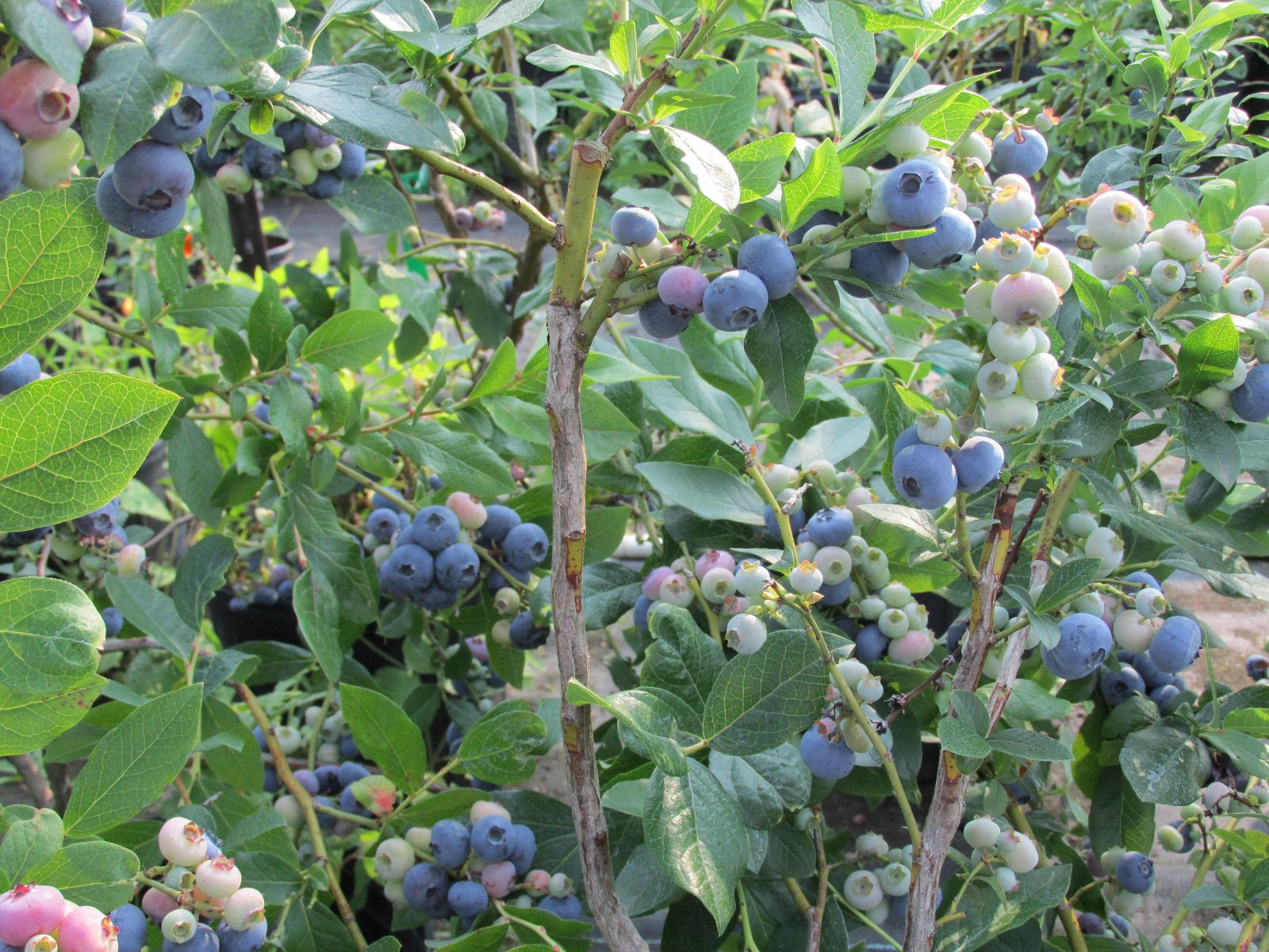 Blueberry Plant – TIFBLUE – 24 – 30″ Tall – In a Trade 1 Gallon
