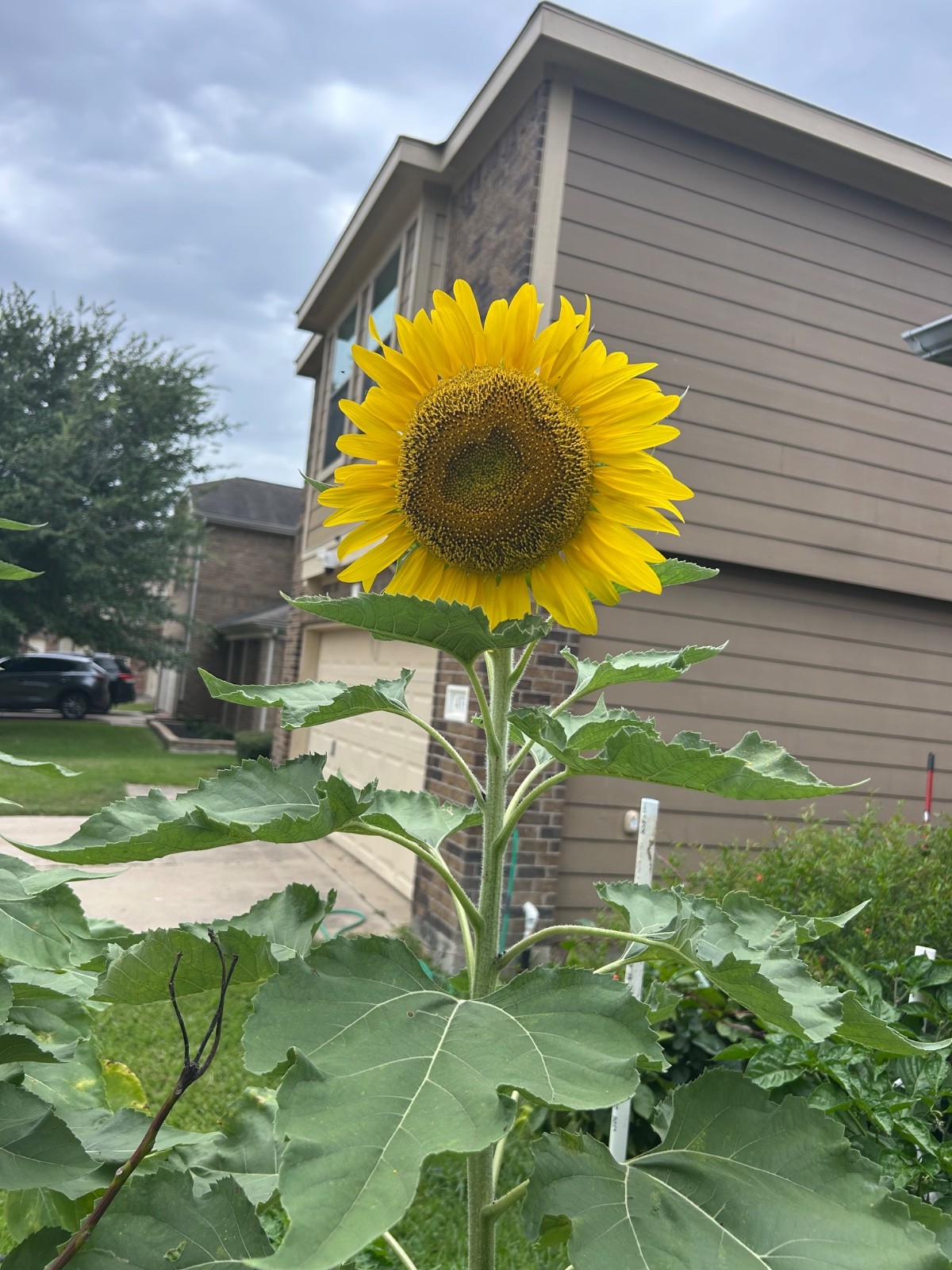 30 Giant Titan Sunflower Seeds Huge Heads l