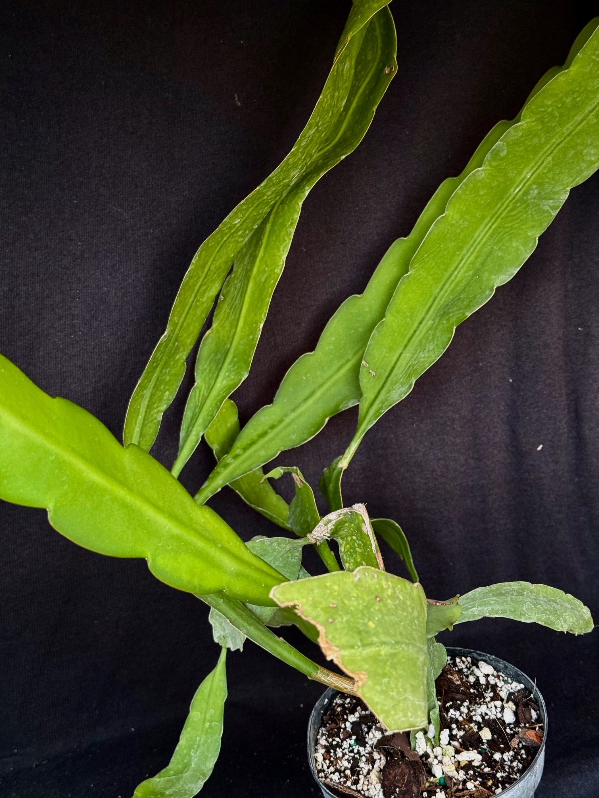 Epiphyllum “Hooker”, jungle cactus