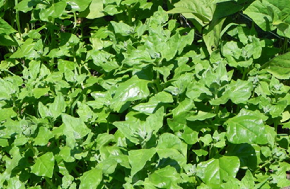 New Zealand Spinach Seeds, Perennial, HEAT & DROUGHT TOLERANT, Only Fresh Seeds