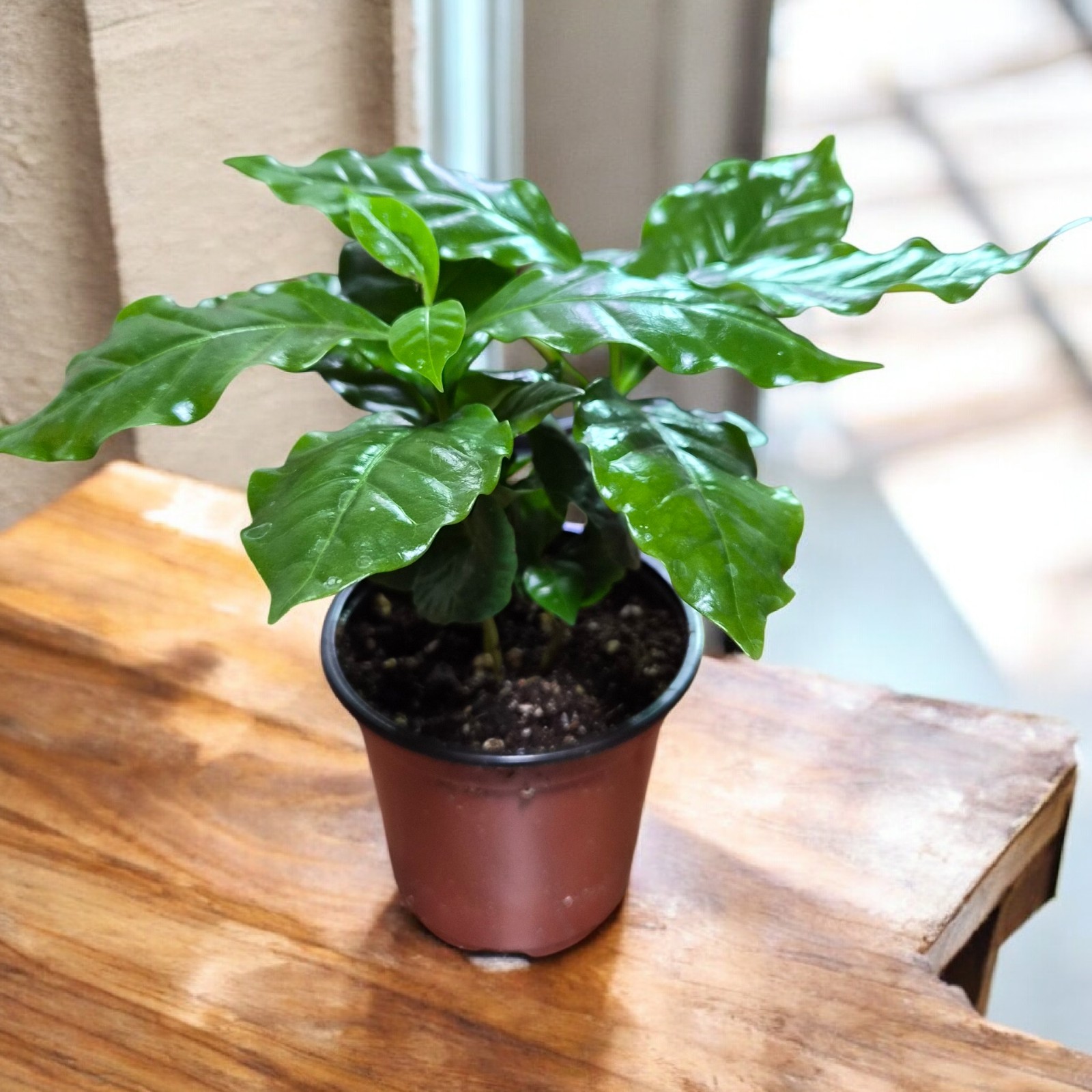 4″ Coffee Plant – Live Plant (Coffea Arabica)