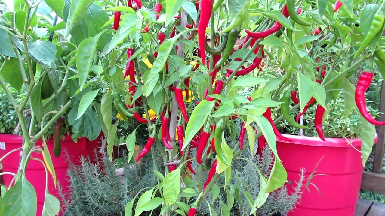 🌱 NEW! Heirloom Cayenne Red Thin Hot Chili Pepper 25 Seeds