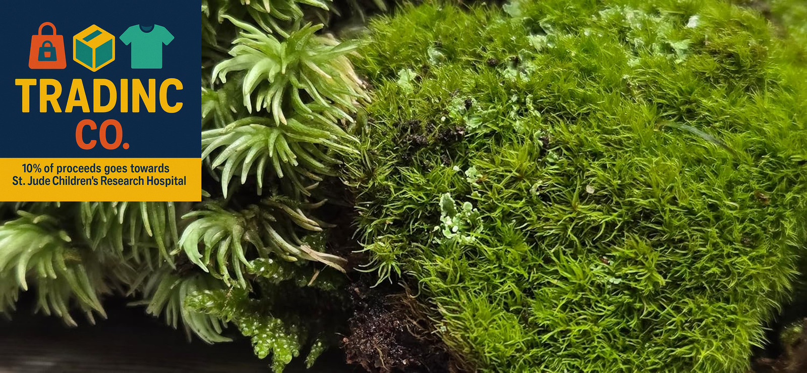 Super Fairy Garden Assortment Moss and Lichen for Terrarium, 6″X9″ Bag