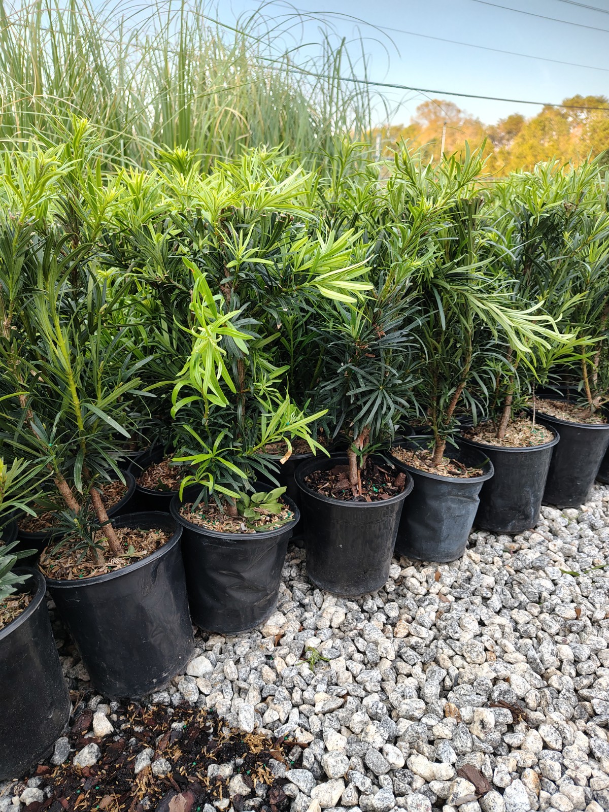 Upright Shrubby Yew Podocarpus Macrophyllus – Live Plant – ( 2.5 QT )
