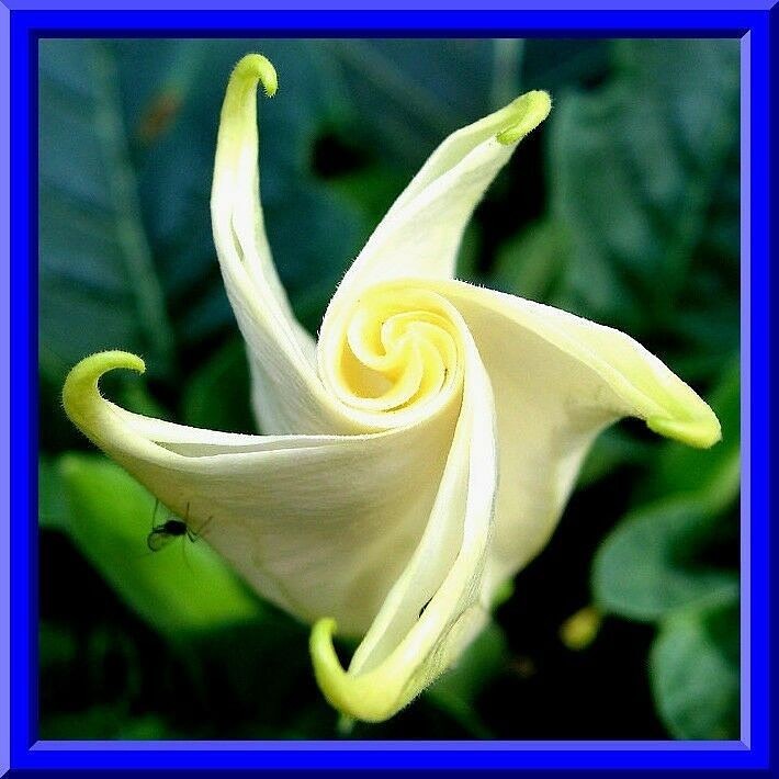 Double White w/ Yellow Edges Datura (Devil Trumpet) Seeds 5-6 ft Tall