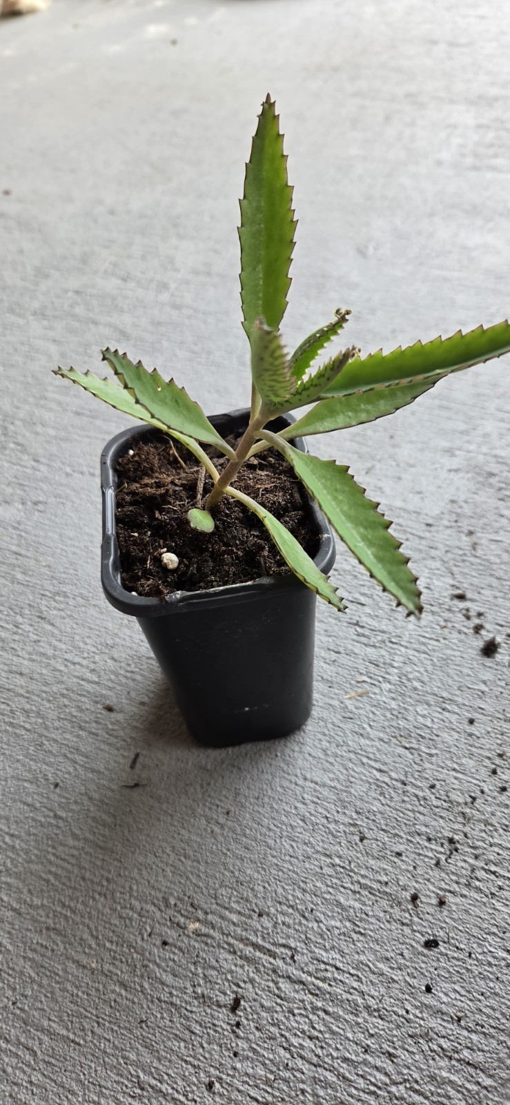 Kalanchoe Mother of Thousands Succulent Alligator LIVE PLANT Daigremontiana 3-5″