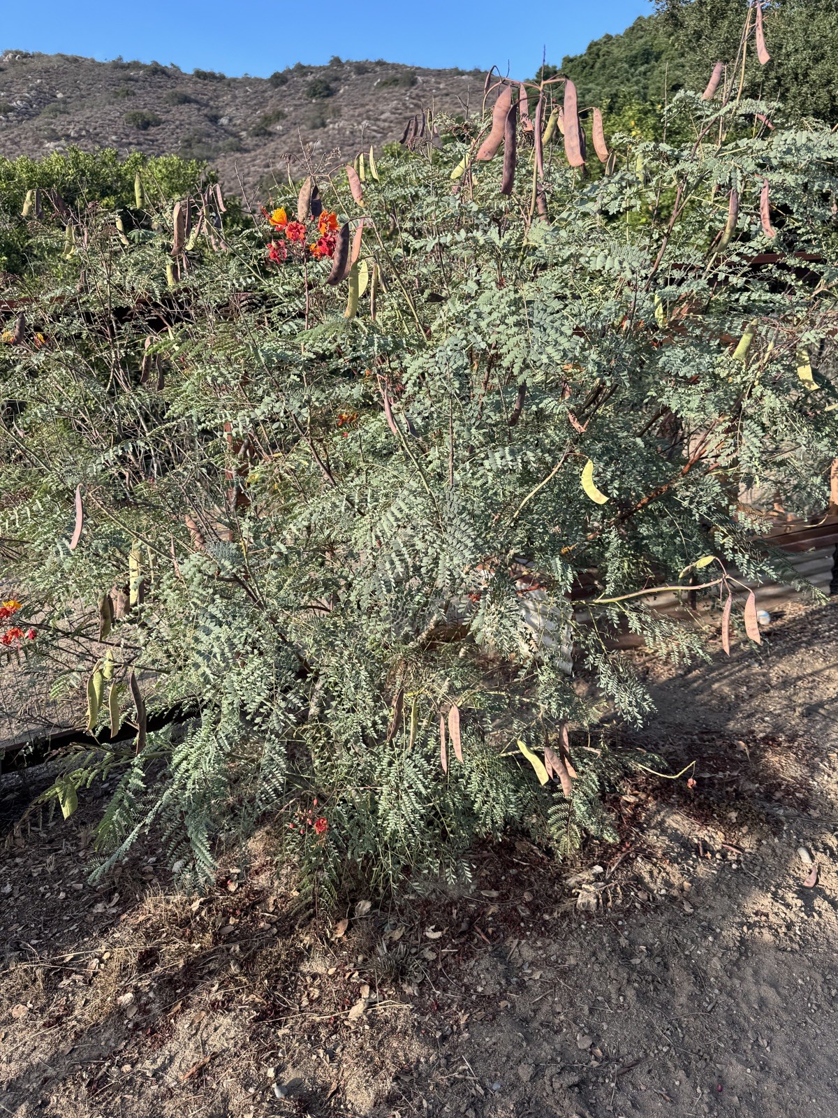 Mexican Red Bird of Paradise Seeds, Pride of Barbados (Caesalpinia Pulcherrima)