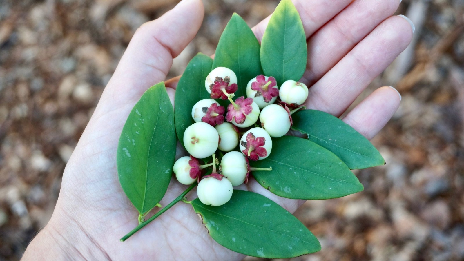 Katuk (Sweetleaf Bush) – 1 TC Plant Plug Tree -1-4 inches -Edible Leaf/Fruit!!!