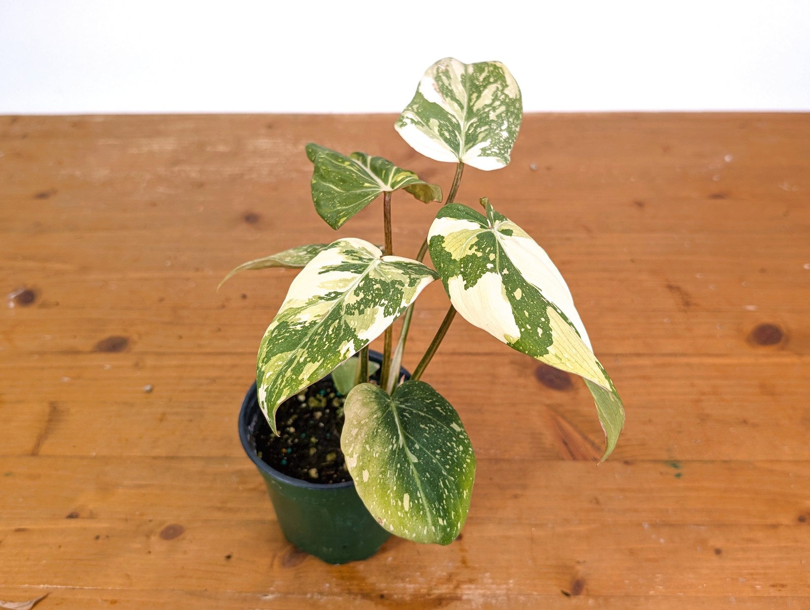 Philodendron Gloriosum Variegated (High Color) 4″ EXACT Plant #28D