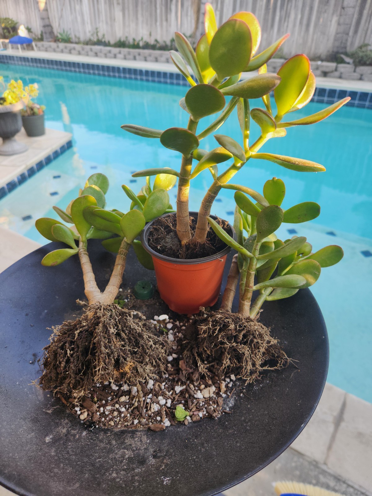 Jade Plant Cuttings 3 Pack Of 5-6” rooted