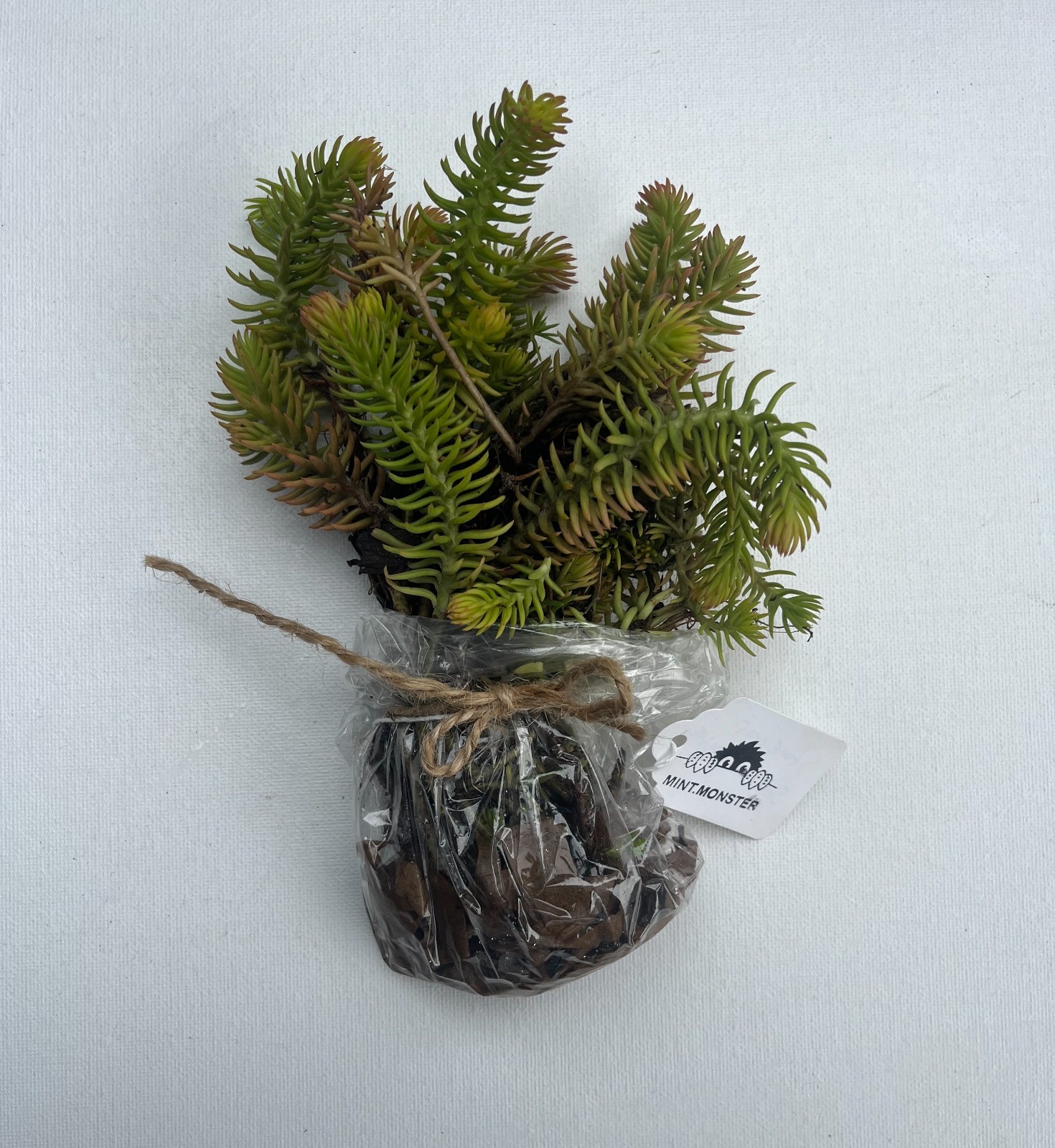 Stonecrop Sedum -Petrosedum rupestre -Prick-madam – 14 plants