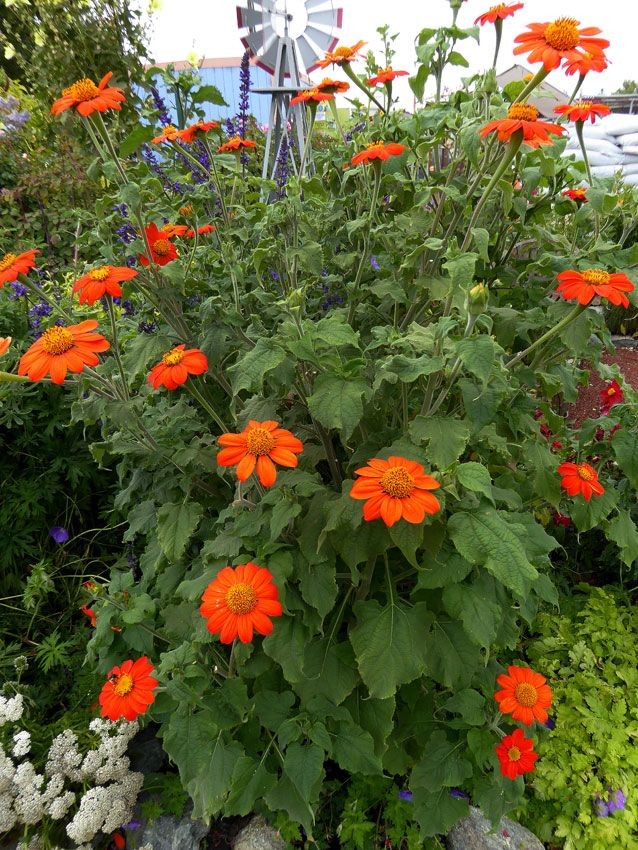 Mexican Sunflower Seeds |Tithonia Red Orange Sun Flower Tropical Plant Seed 2025