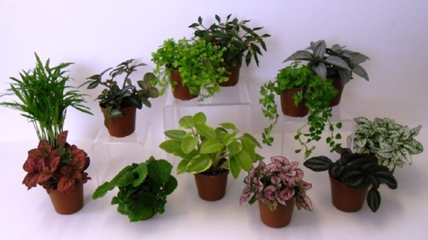 5 DIFFERENT Assorted Live Potted Plants!!! SHIPS FREE!!!