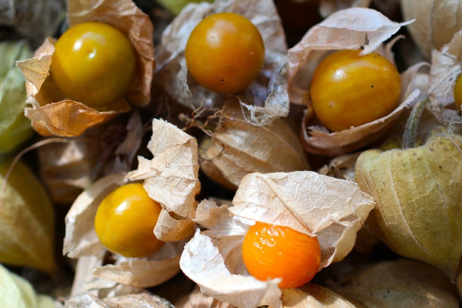 50+ CAPE GOOSEBERRY SEEDS —————————- RARE