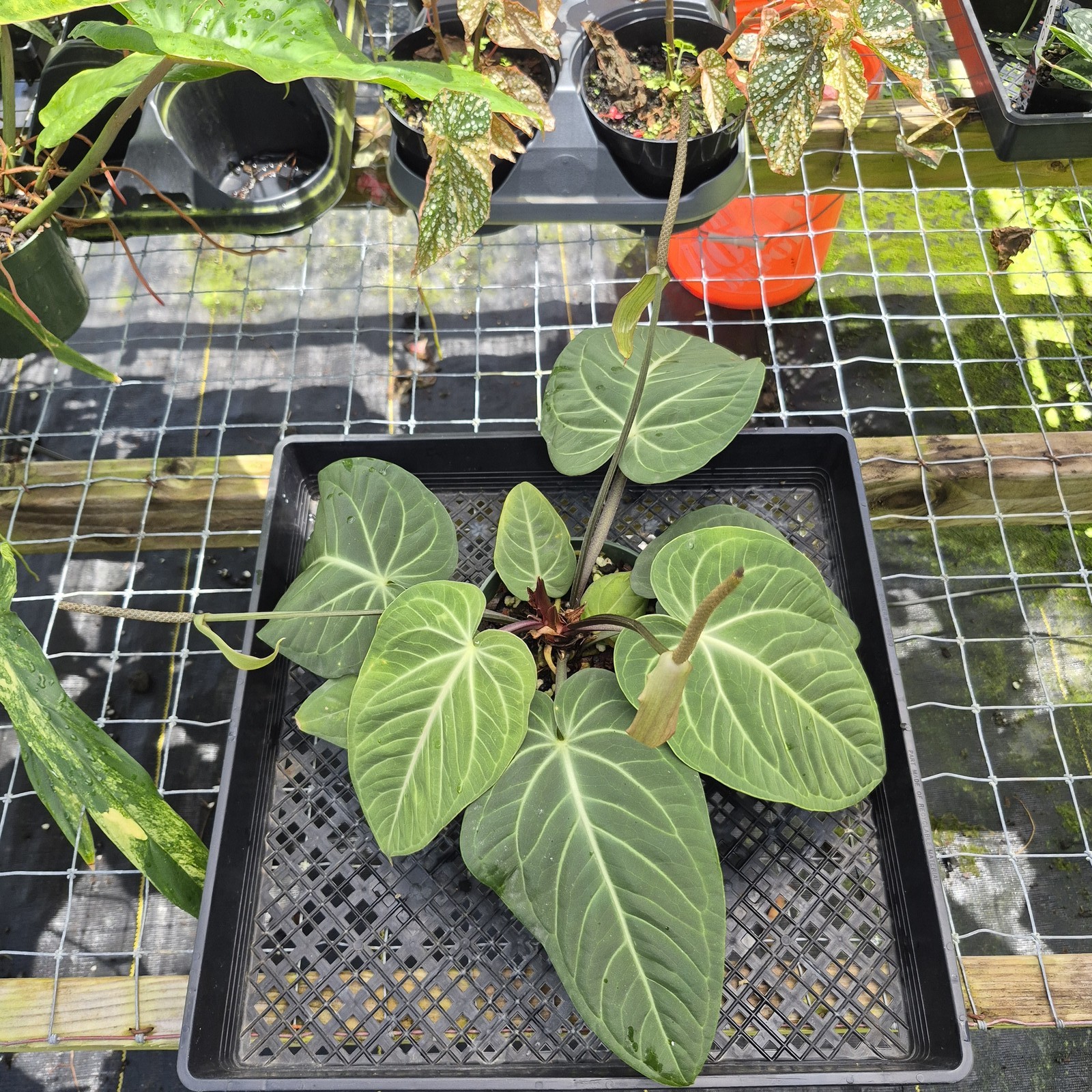 Anthurium Villenaorum, Exact Plant Ships Nationwide
