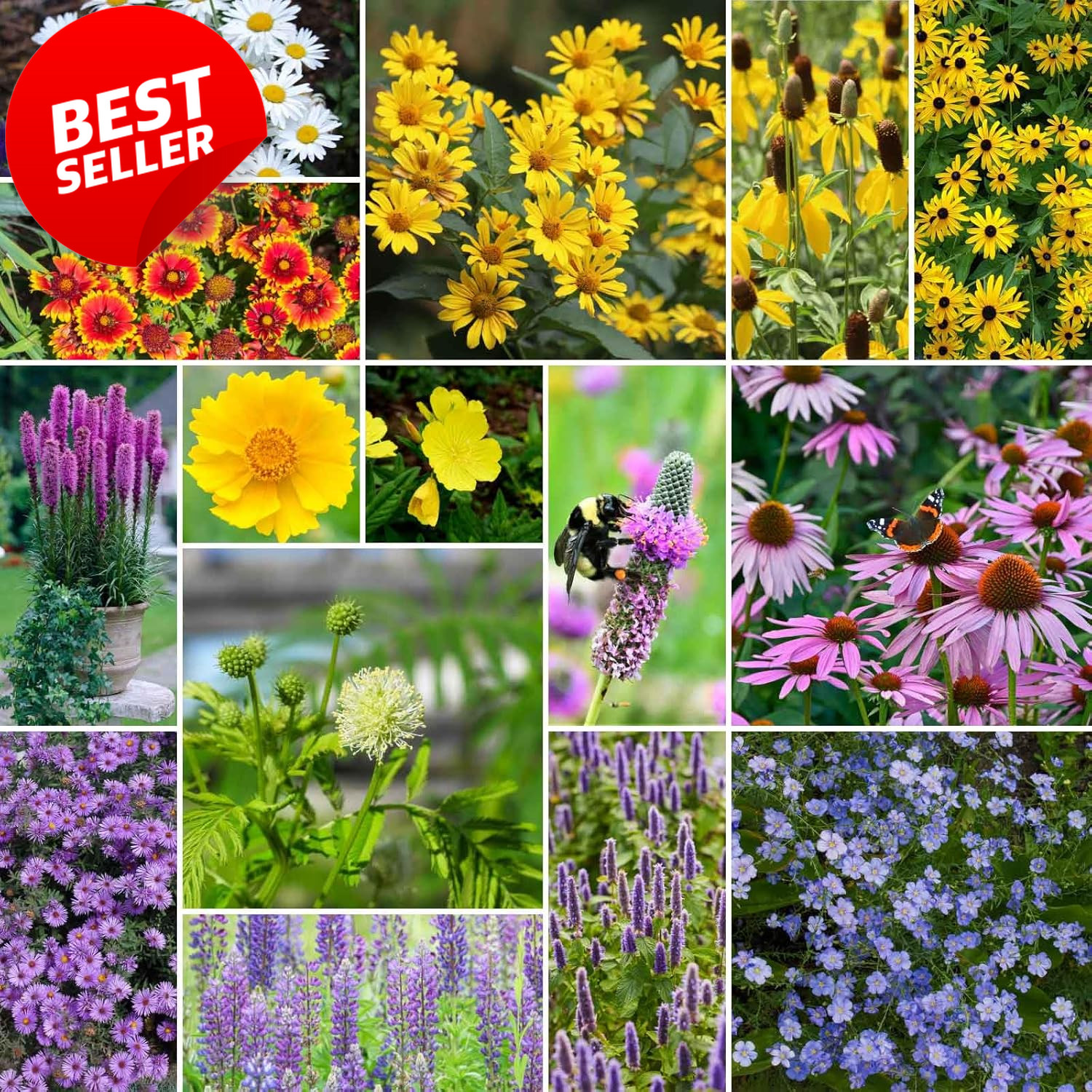 Midwest Perennial Wildflower Seeds Mix 1/4 lb 120K Pollinator Zones 3-10 – US