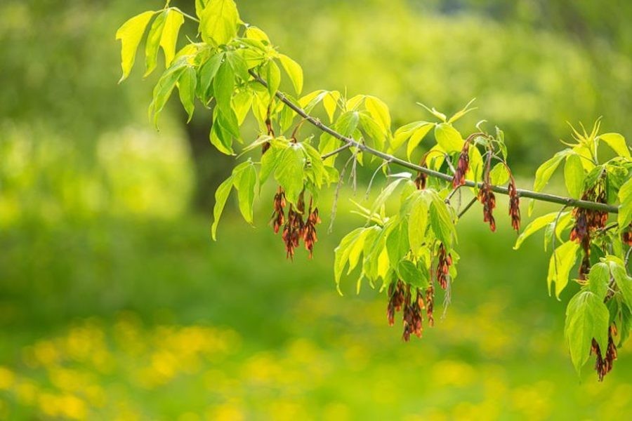 1 Boxelder Maple Tree Acer negundo Bare Root 12-24″