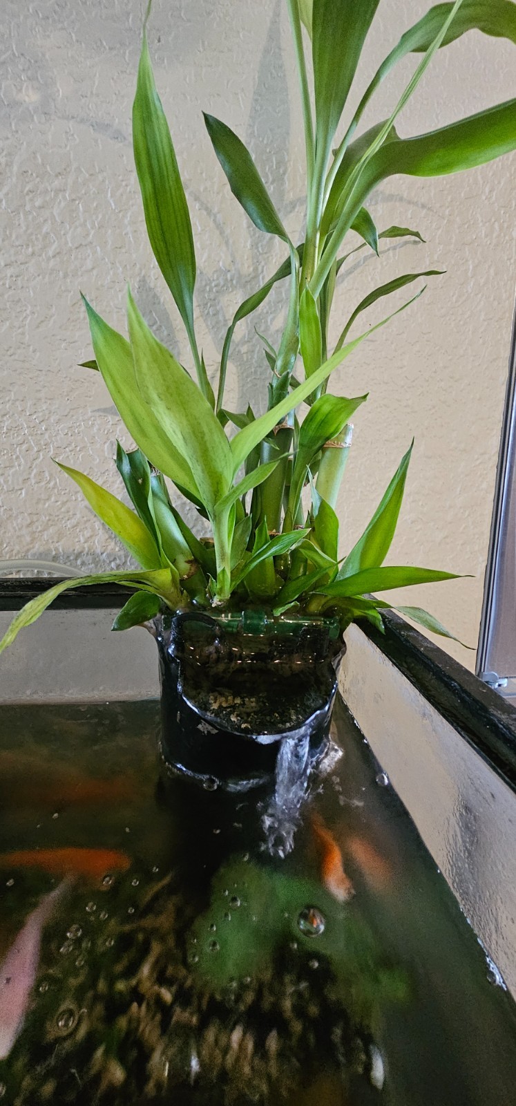 Live LUCKY BAMBOO – Ten 6″ stalks (Great Gift, EASY TO CARE FOR, houseplant)